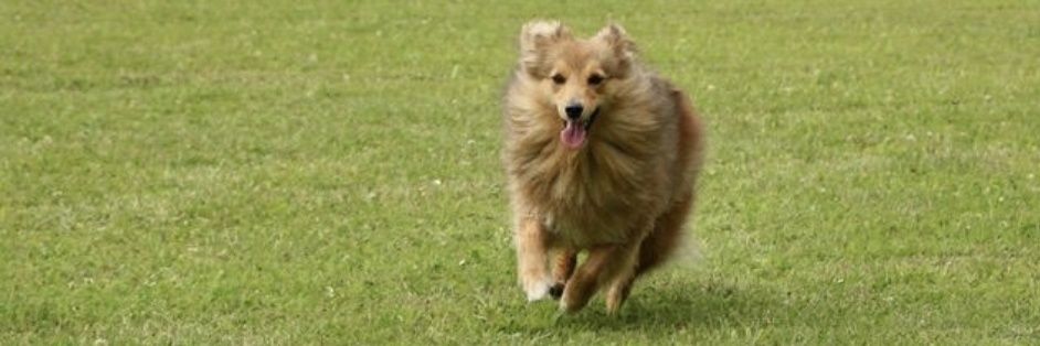 Peppermint Patty banner