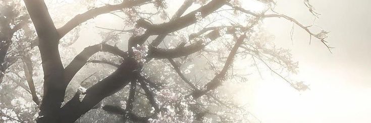CioJay banner