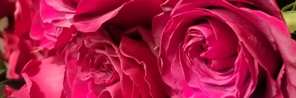 Danni214's profile banner image