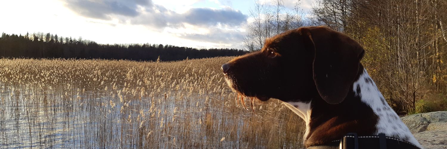 MirjaMikkila's profile banner image