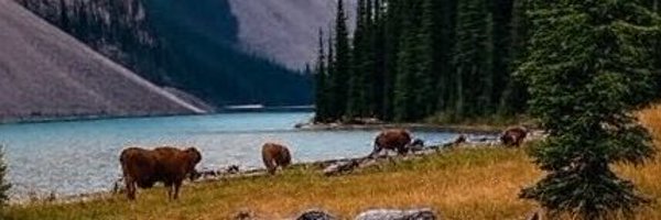 BoredJerky Profile Banner