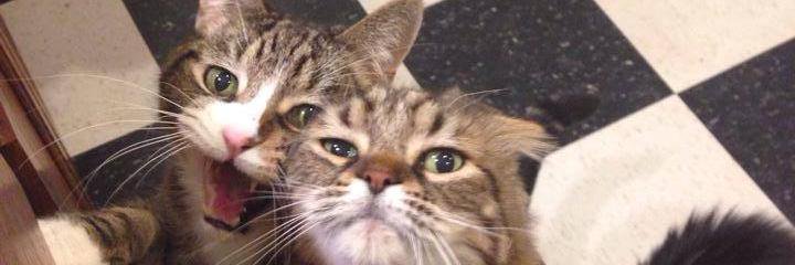 meowlitia's profile banner image