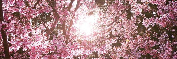 deerakim Profile Banner