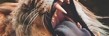 imranmayo444's profile banner image