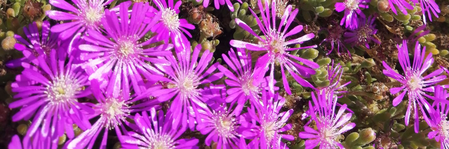 Ari de las Mercedes banner