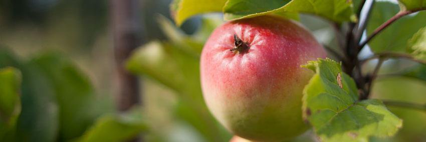 Northwest Cider banner