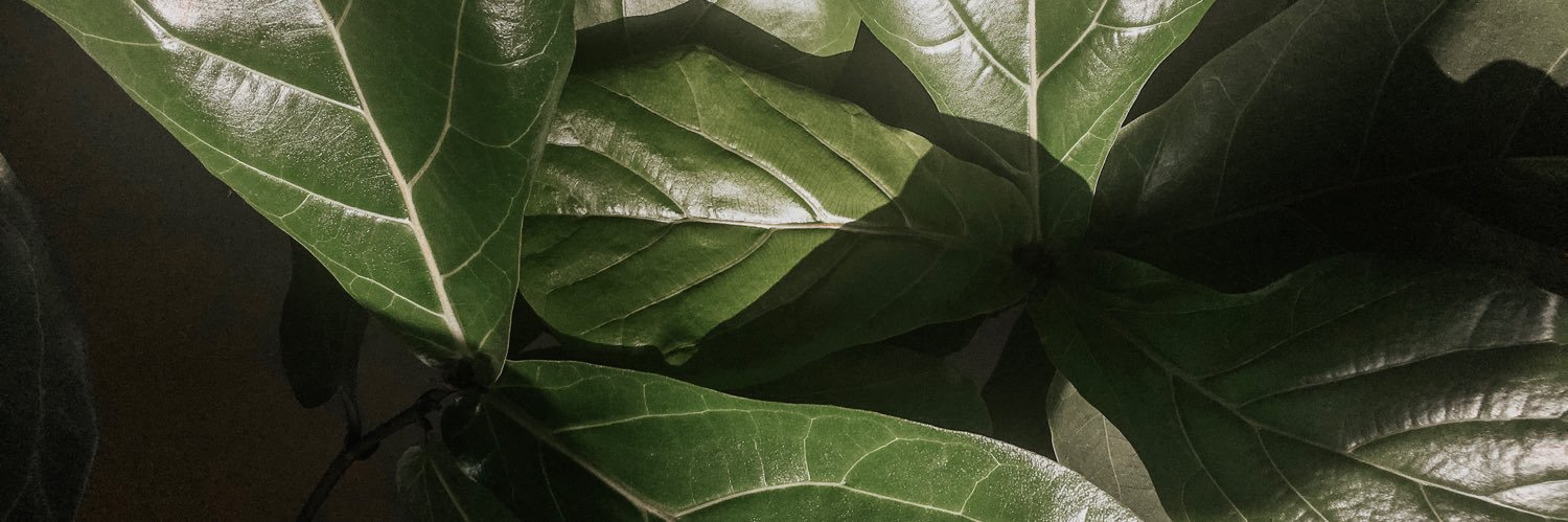AllisonTylek's profile banner image