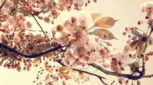 hhhusna608's profile banner image
