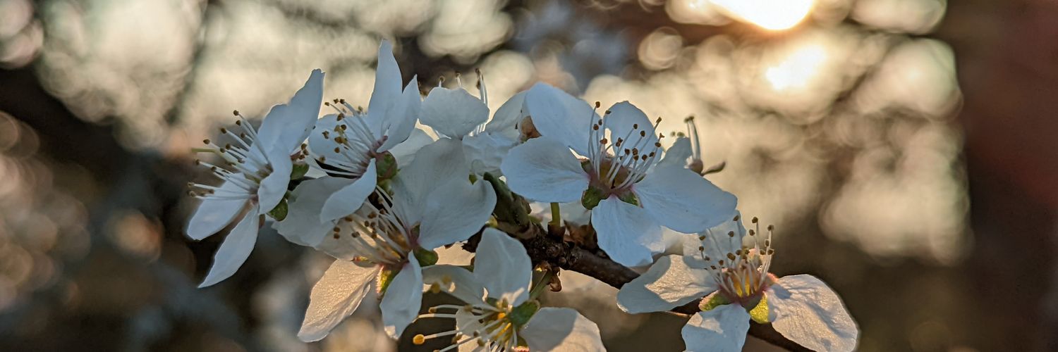 @byteborg@chaos.social banner