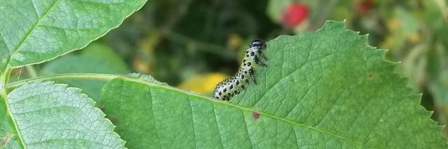 Dⓐnїel Mїetchen 🌍🐘🌵🔬@EvoMRI@mastodon.social banner