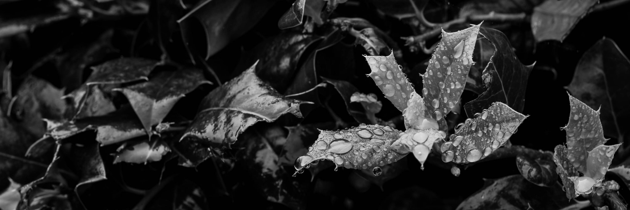 NathanLindblad's profile banner image