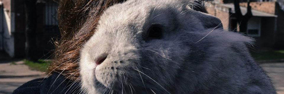 mariedefe's profile banner image