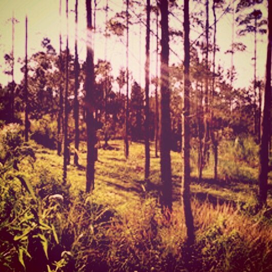sulelubis's profile banner image