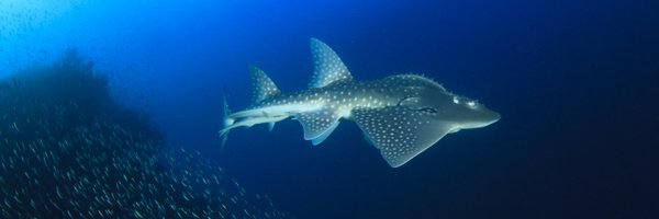 SARRInitiative Profile Banner