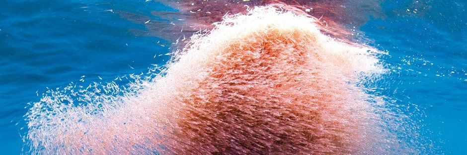 🦐 Krilljoy 🦐 banner