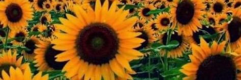 iamDaisyDoo's profile banner image