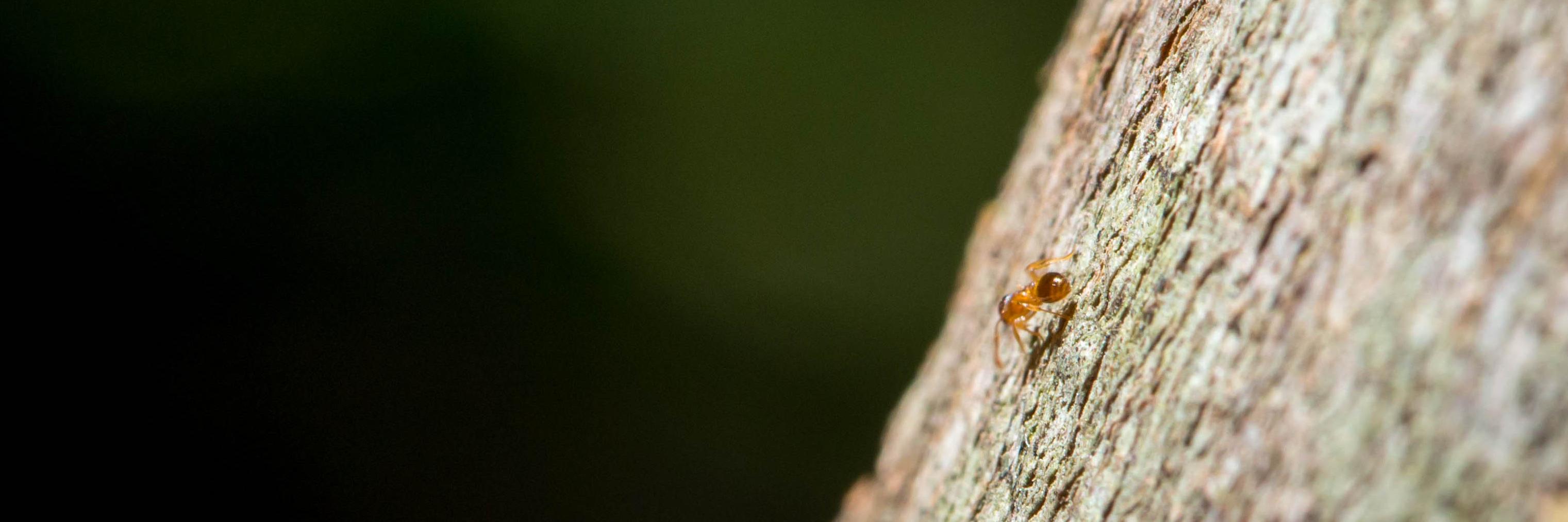 🦣 @bumblebee@mamot.fr banner