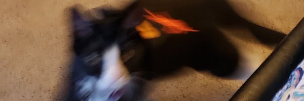 Mr. Boots Profile Banner