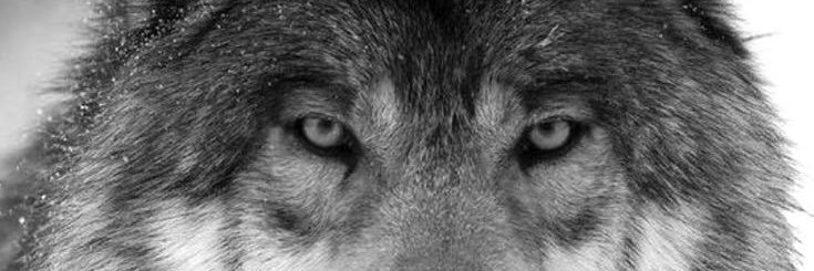 turkishbro03's profile banner image