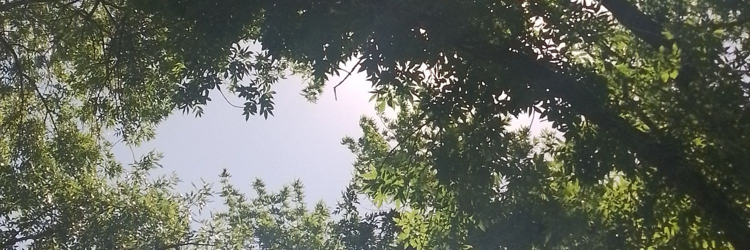 Mar Galli🦋 banner