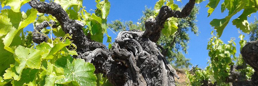 bodegasaldonia's profile banner image