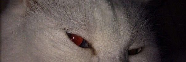 g banner