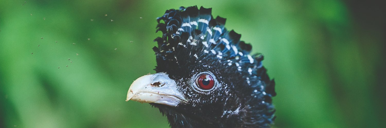 pcarrilloa's profile banner image