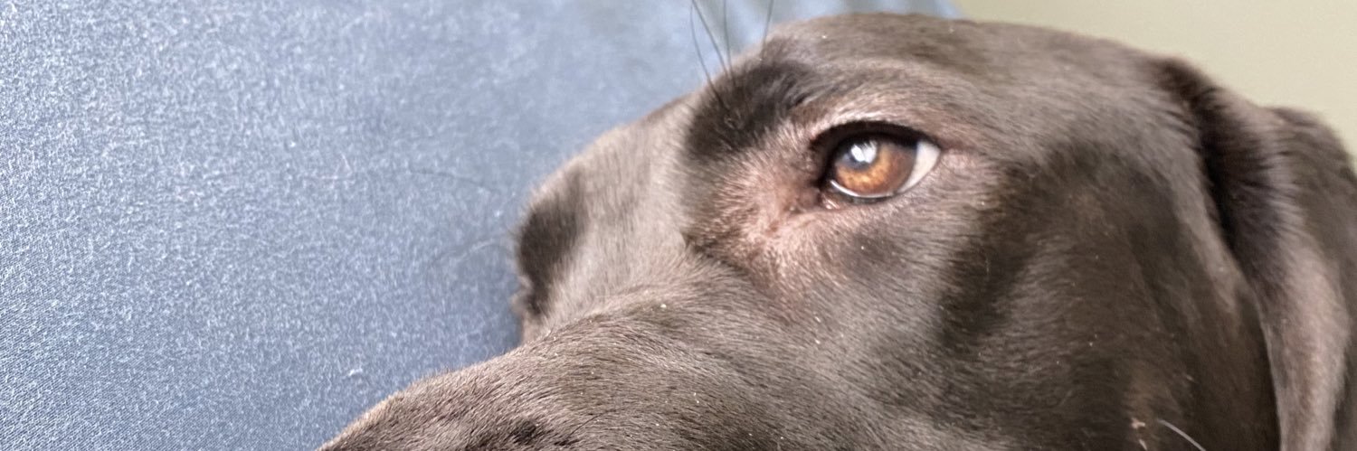 The Boogie Man Can 🥋 banner