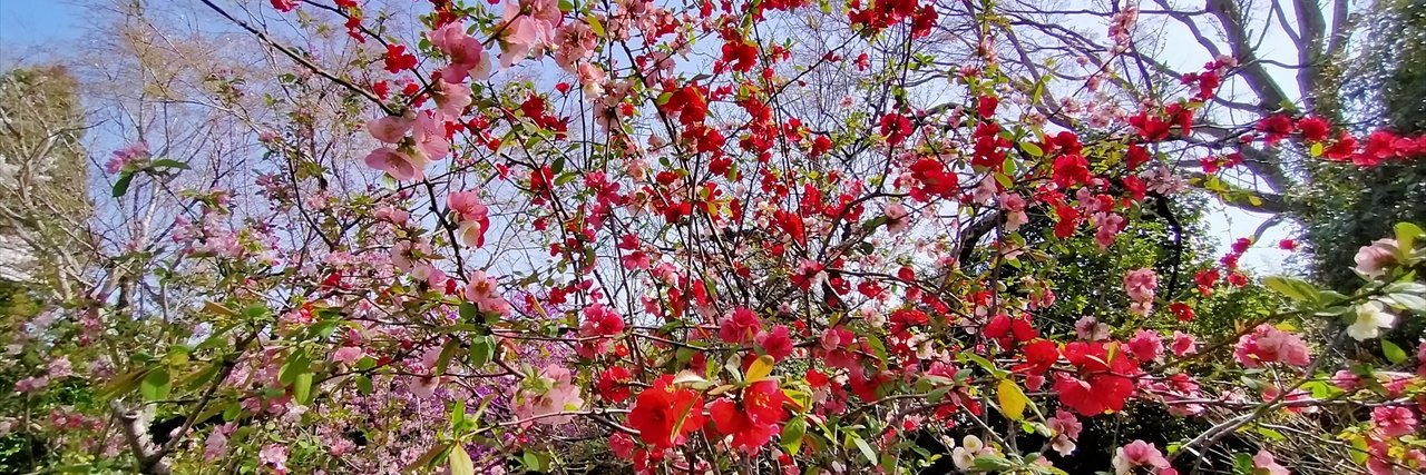 旅先での写真's banner