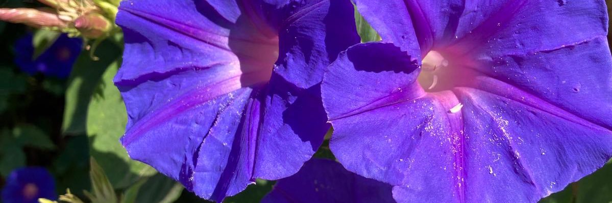 Florence Kroll banner