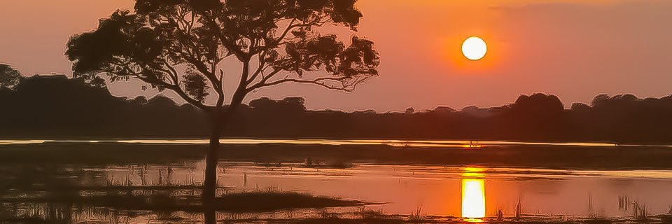 jungleviewinn's profile banner image