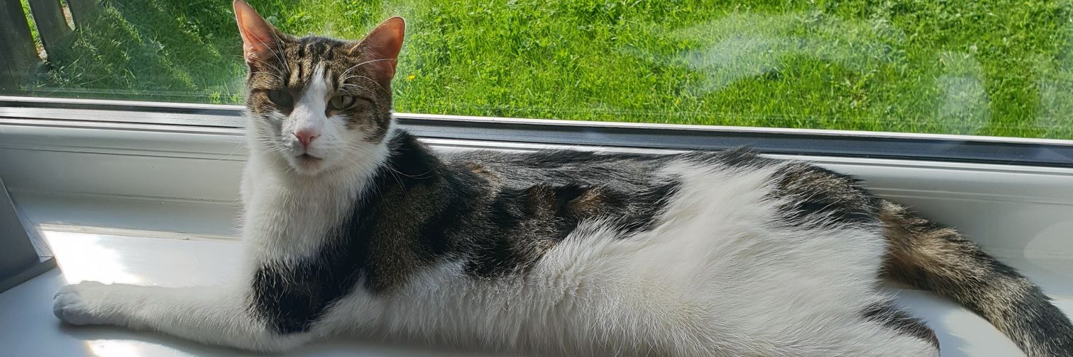 katrob1's profile banner image