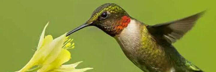 NelyOpina's profile banner image