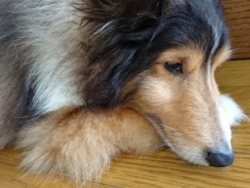 もじゃこ🌈🐾 banner