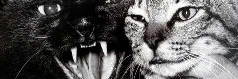 stoyresenti4's profile banner image
