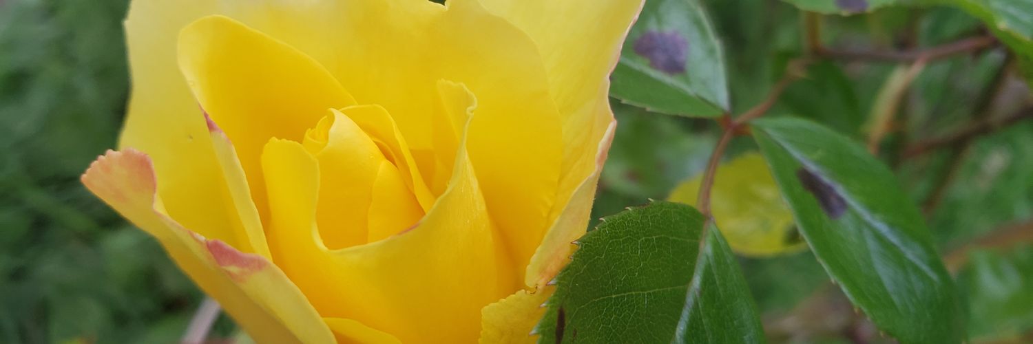 Kathleen Hosfeld banner