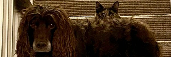 peterkwells Profile Banner