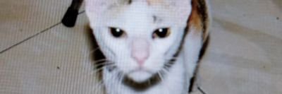 Smellycat banner