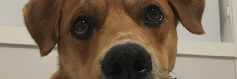 Professor Flynn banner