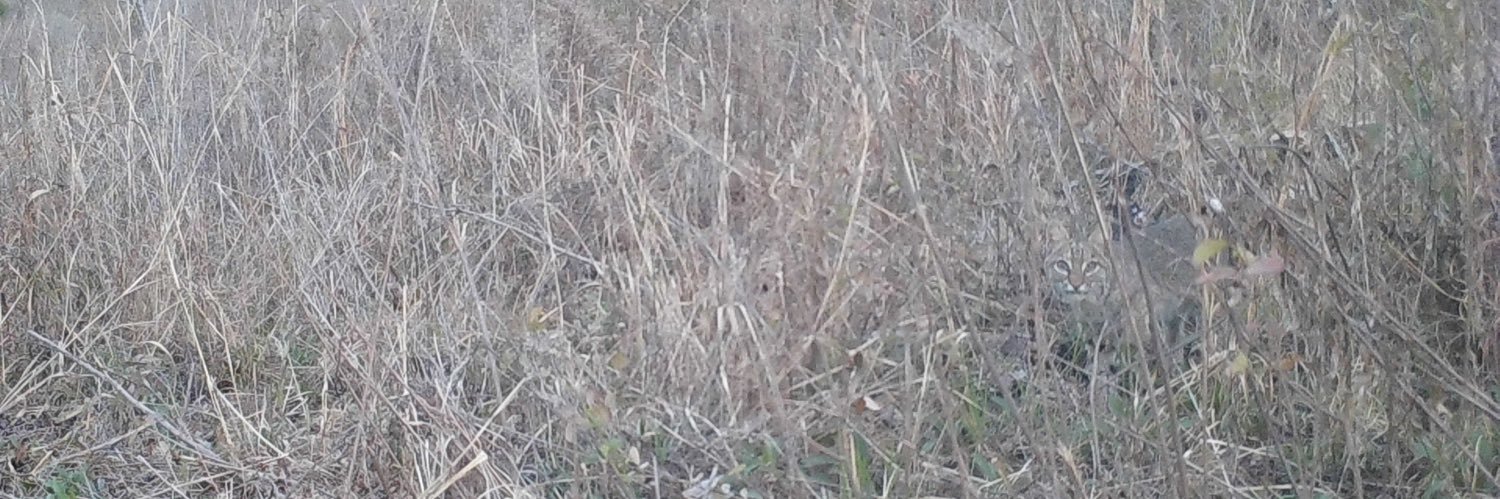 Katie Rosenthal, PhD banner