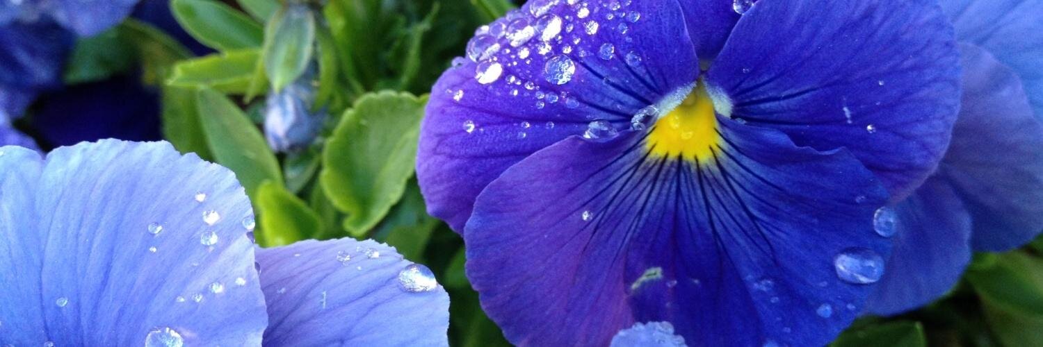 Debra Dalgleish banner