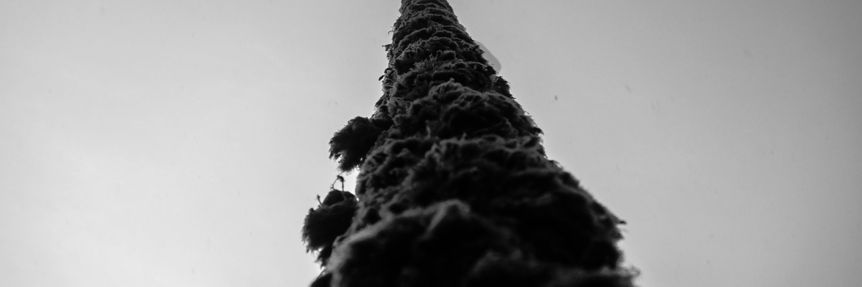 lfmlacal's profile banner image