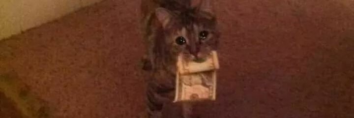 Xiki_Le_Chacha's profile banner image