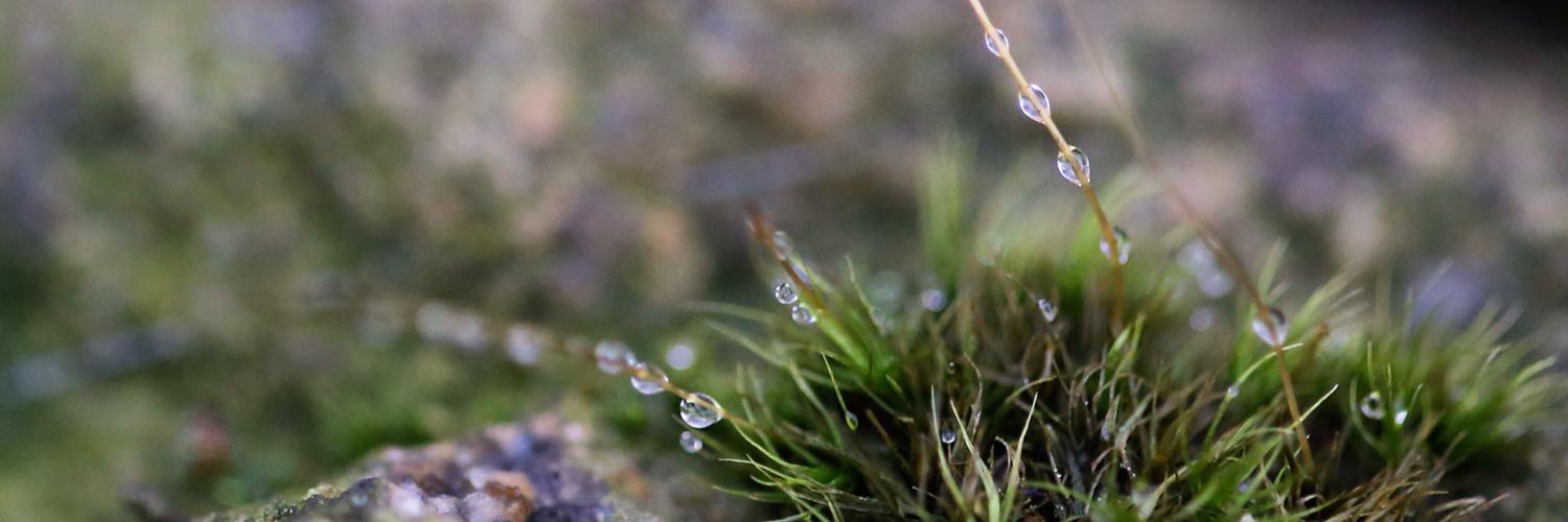 Rebecca Griffin banner