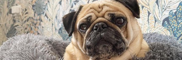 PugSmile7 Profile Banner