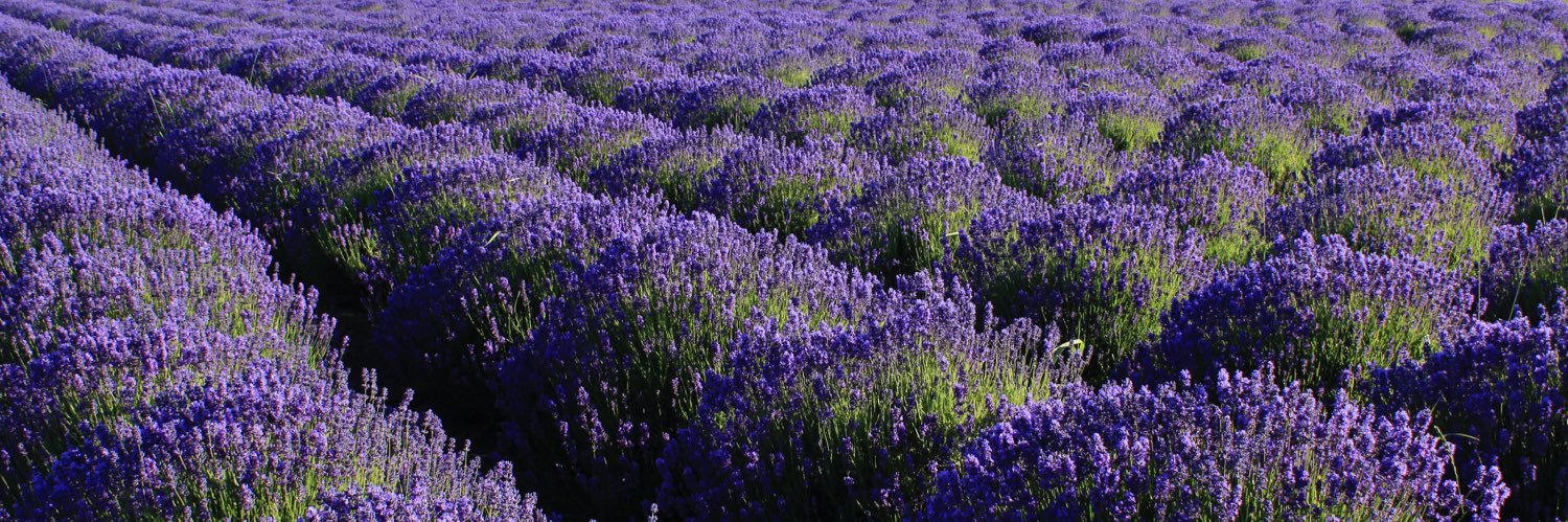 lavenderwind's profile banner image