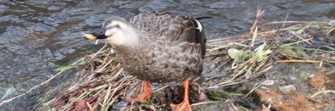 kaori_karukaru banner