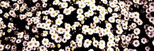lujangeis's profile banner image