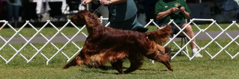 GingerKenney's profile banner image