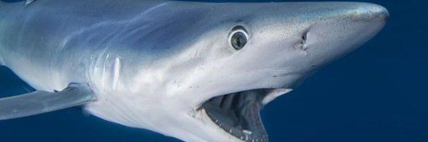 average shark enjoyer Profile Banner